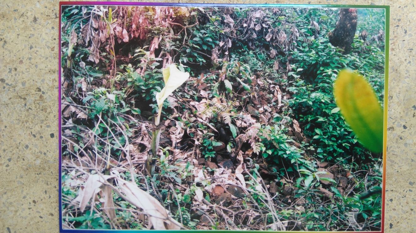 Di tích Phế tích Gò Gạch