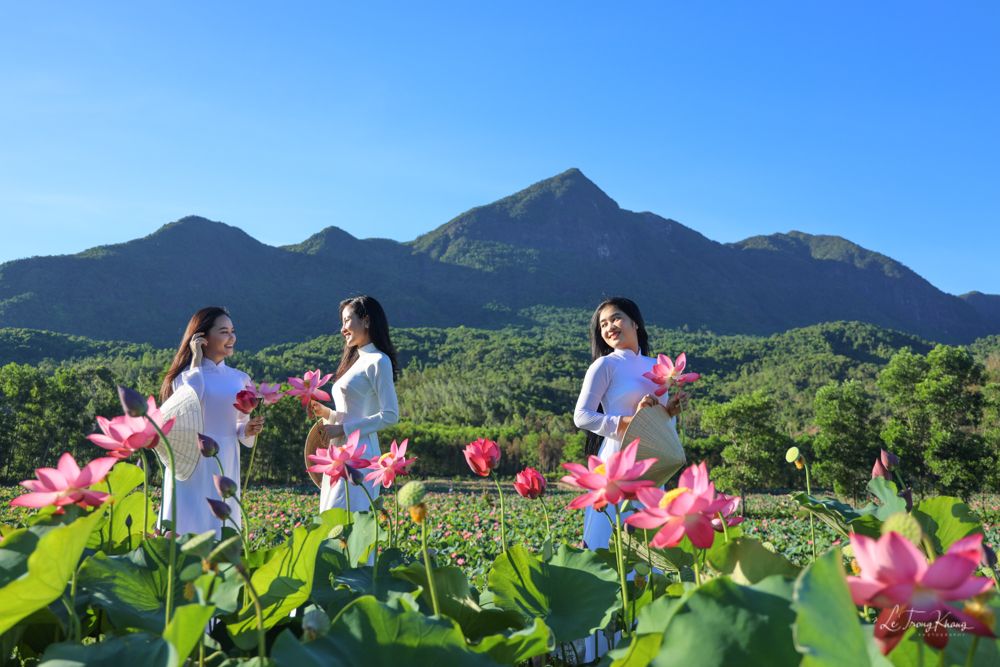 Cánh đồng sen Trà Lý